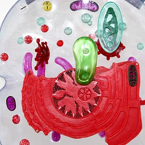 Microstructural Cell Model Biology Model Magnification 20,000 Times Anatomy Cell Structure Model for Eukaryotic Cell Medical Teaching Aid