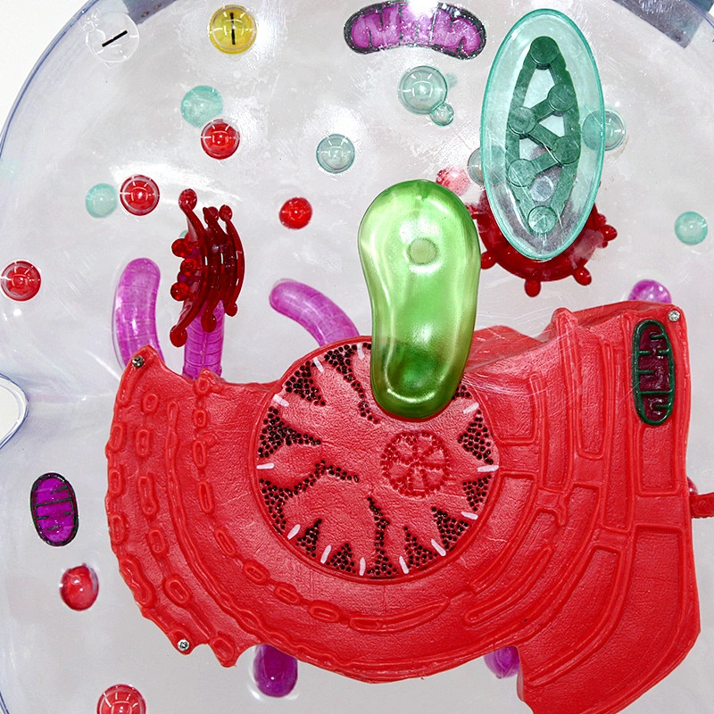 Microstructural Cell Model Biology Model Magnification 20,000 Times Anatomy Cell Structure Model for Eukaryotic Cell Medical Teaching Aid