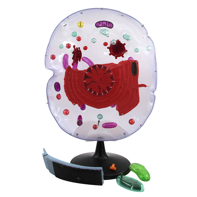 Microstructural Cell Model Biology Model Magnification 20,000 Times Anatomy Cell Structure Model for Eukaryotic Cell Medical Teaching Aid