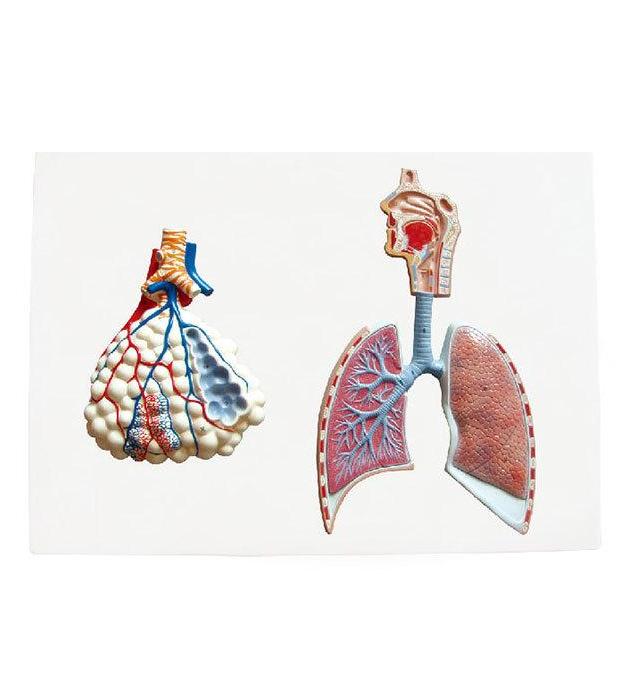 Human Respiratory System Model With Magnified Alveolus Lung Model