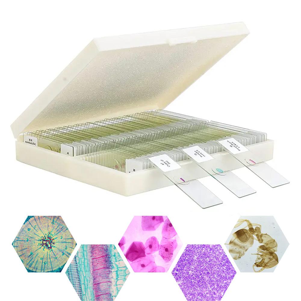 Plant Slide Separate Smears Gram Stain 49PCS