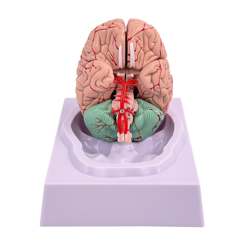 Medical Anatomical Brain Model With Arteries Life Size 8 Parts