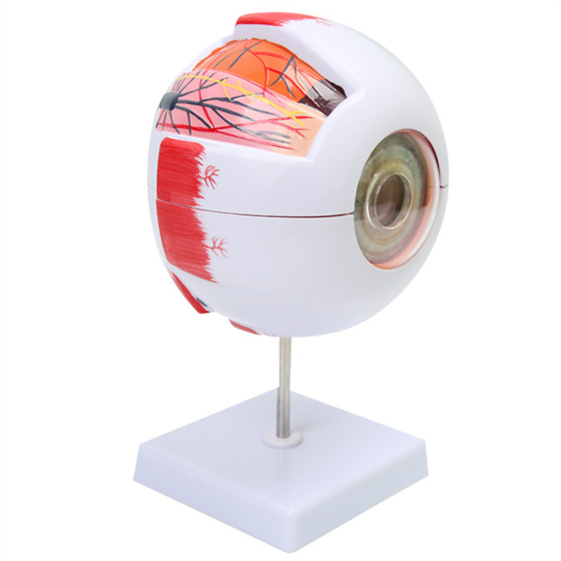6X Enlarged Human Eyeball Anatomy Model Anatomically Eye Model Human Eye Anatomy for Science Display Teaching Models