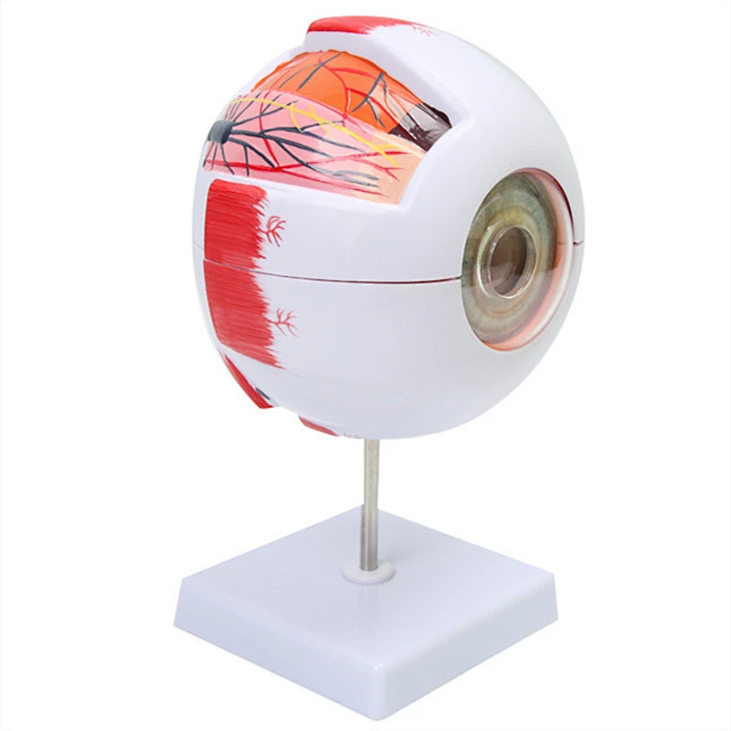 6X Enlarged Human Eyeball Anatomy Model Anatomically Eye Model Human Eye Anatomy for Science Display Teaching Models