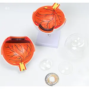 6X Enlarged Human Eyeball Anatomy Model Anatomically Eye Model Human Eye Anatomy for Science Display Teaching Models