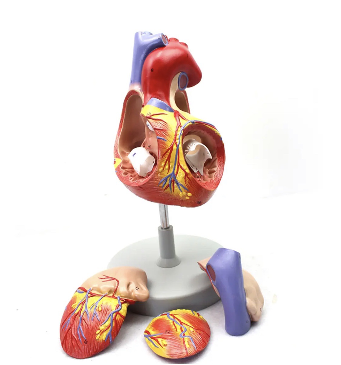 3D structure of human heart enlarged - 4 parts 2X Enlarge