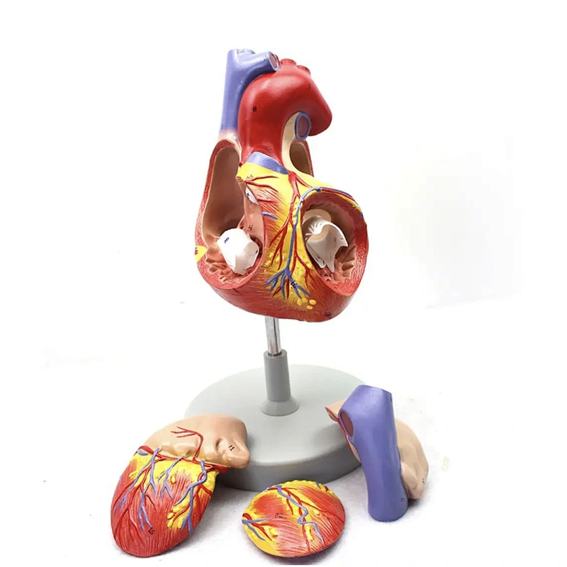3D structure of human heart enlarged - 4 parts 2X Enlarge