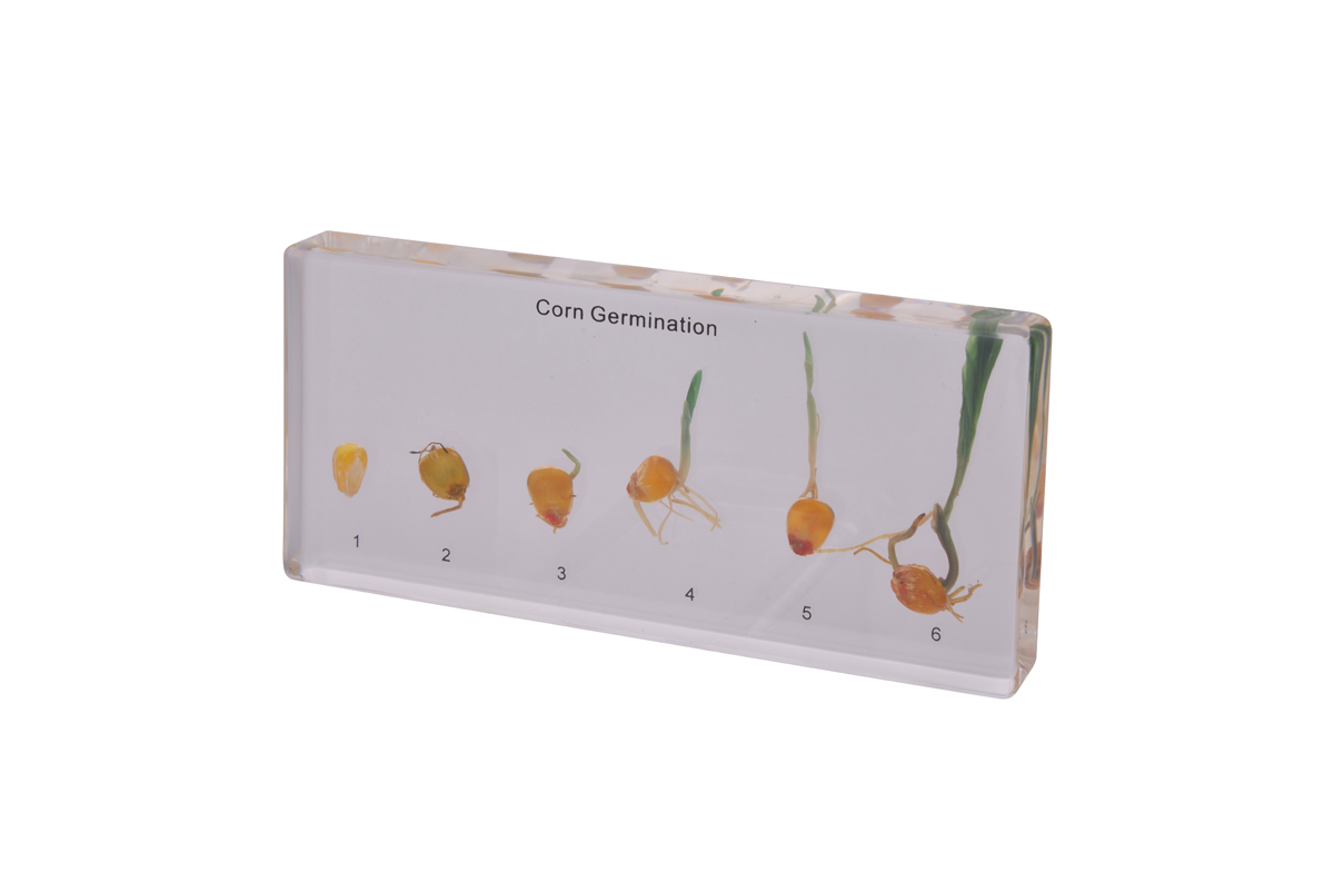 Life Cycle of Corn
