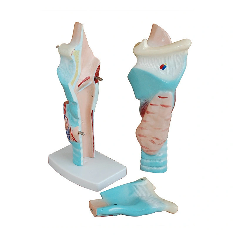 Magnified Human Larynx Model Anotomical Human Model