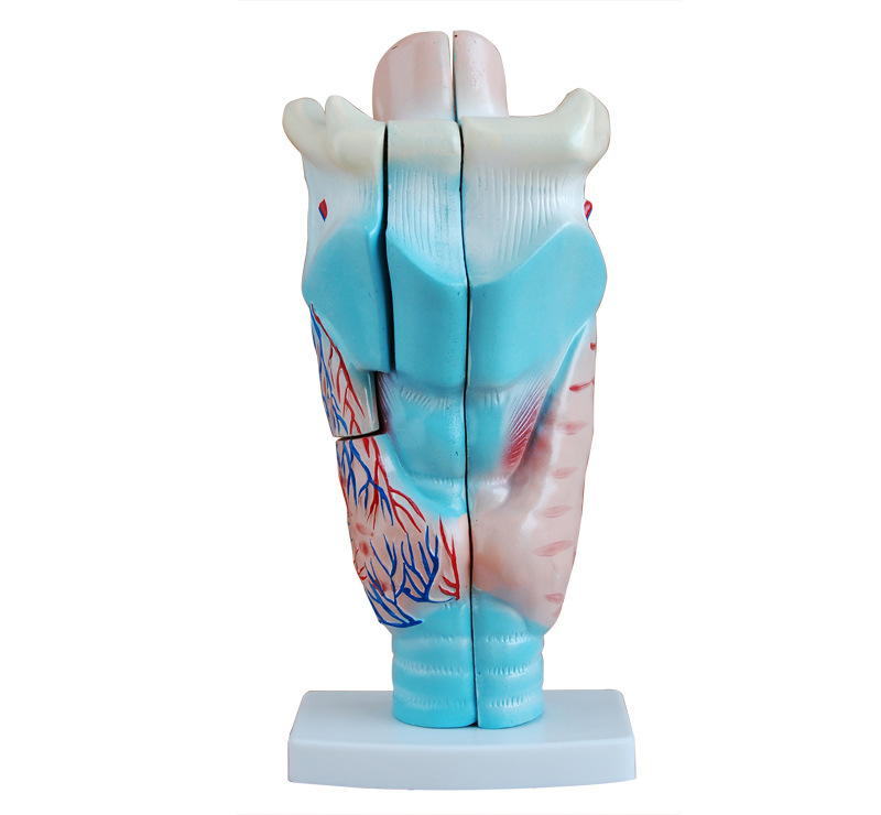 Magnified Human Larynx Model Anotomical Human Model