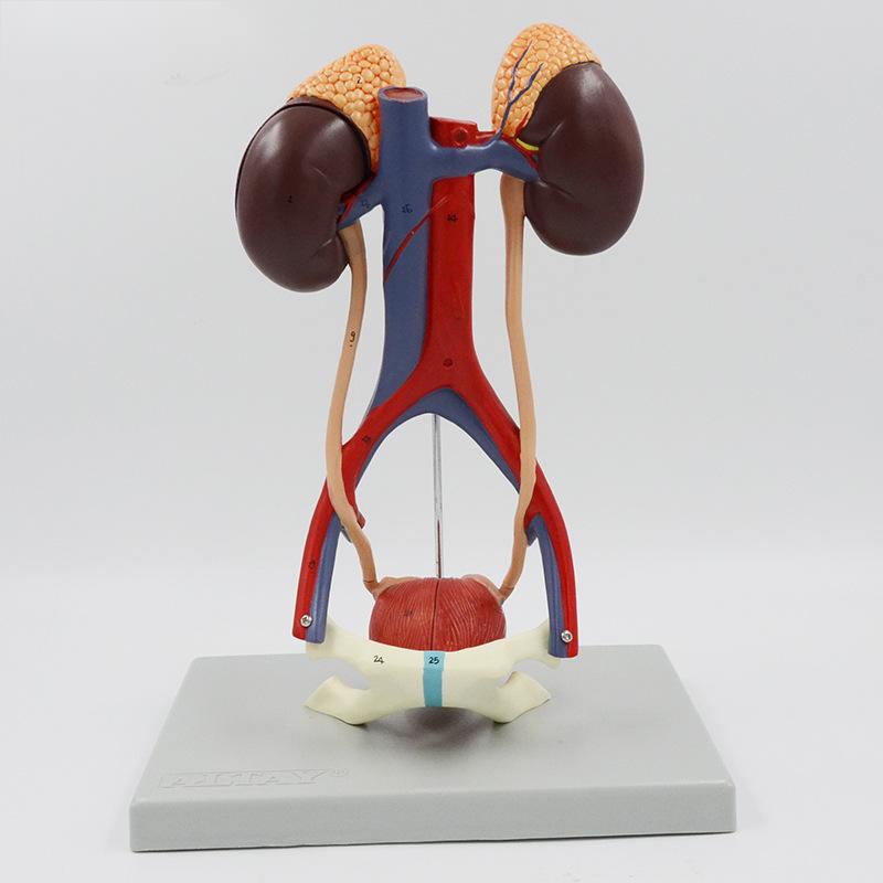 Human urinary system model