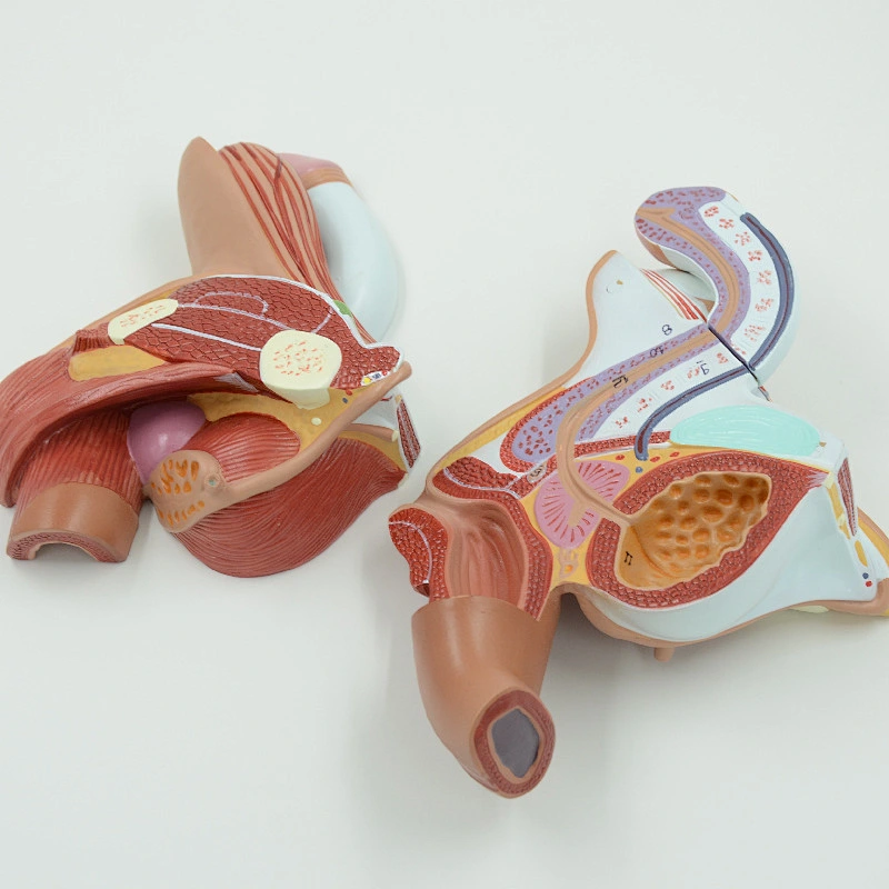 Male Genital Organs model
