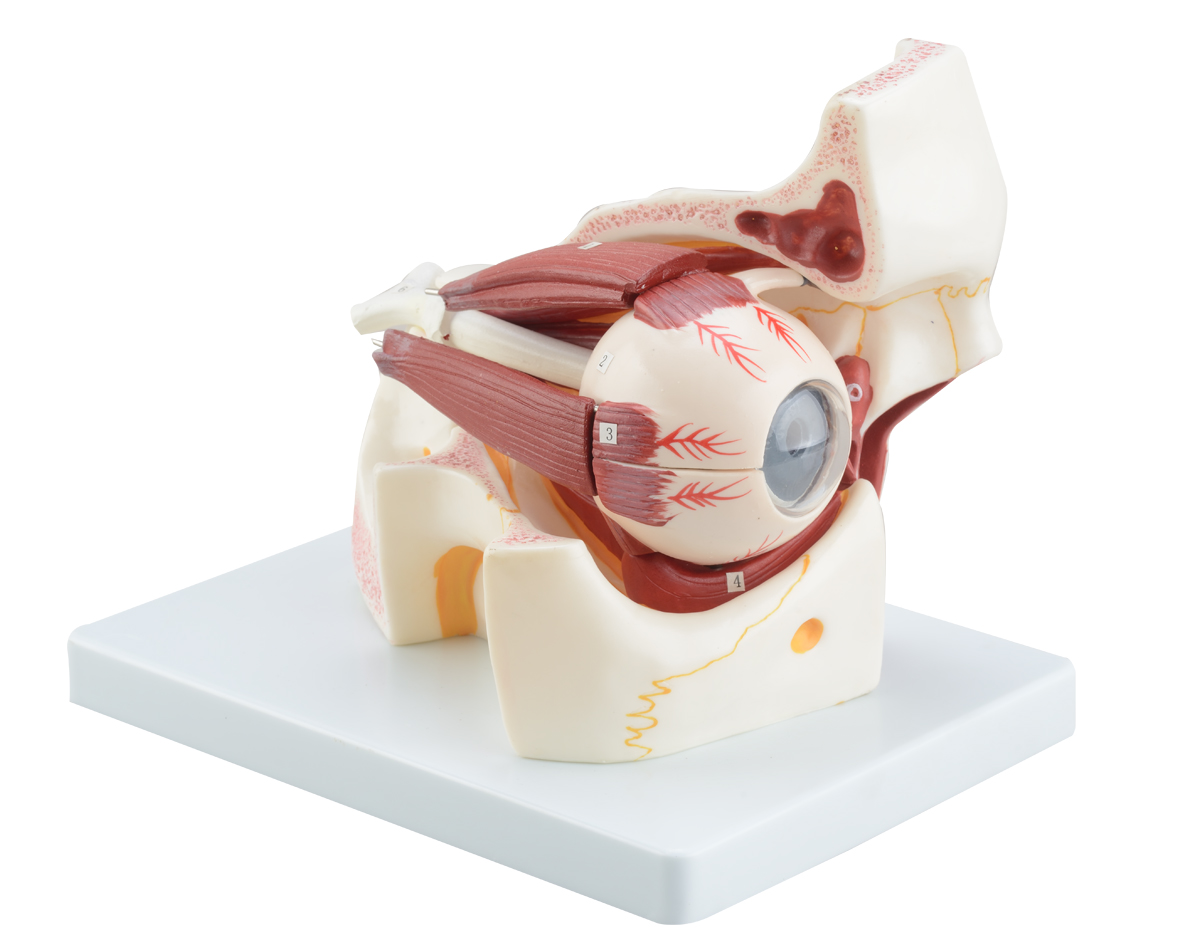 Anatomical Human Eye Model Enlargement Eyeball Orbital Eye Skeleton Optic Nerve Muscles
