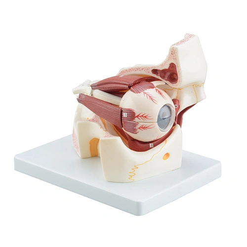 Anatomical Human Eye Model Enlargement Eyeball Orbital Eye Skeleton Optic Nerve Muscles