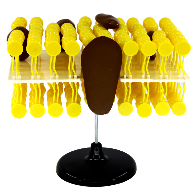 Cell Membrane Structure Anatomy Model Fluid Mosaic Model