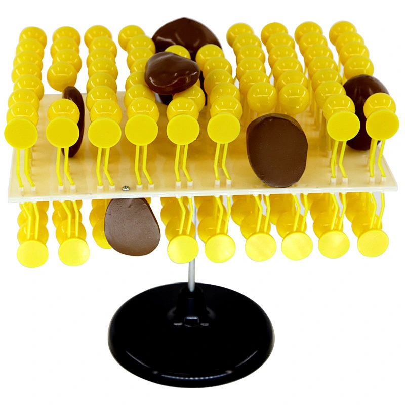 Cell Membrane Structure Anatomy Model Fluid Mosaic Model