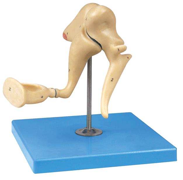 Ear Ossicles Model 3 Parts 19X Life-Size