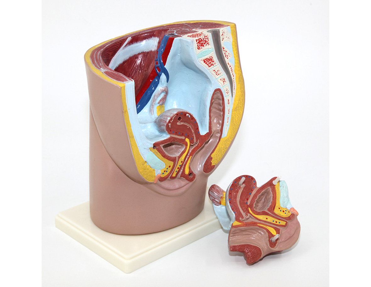 Model Of Female Reproductive System Female Pelvis Model 2parts