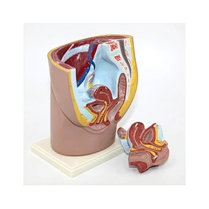 Model Of Female Reproductive System Female Pelvis Model 2parts