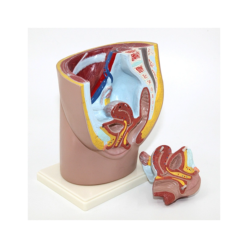 Model Of Female Reproductive System Female Pelvis Model 2parts