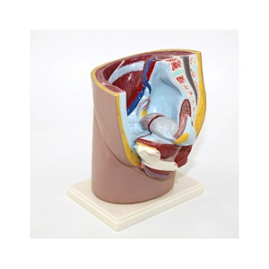 Model Of Female Reproductive System Female Pelvis Model 2parts