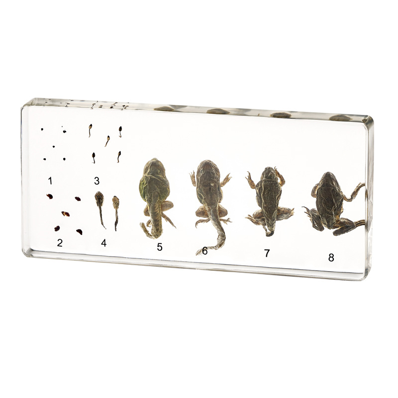 Frog Life Cycle Wet Taxidermy Specimen