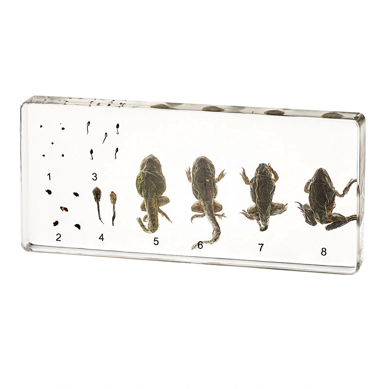 Frog Life Cycle Wet Taxidermy Specimen
