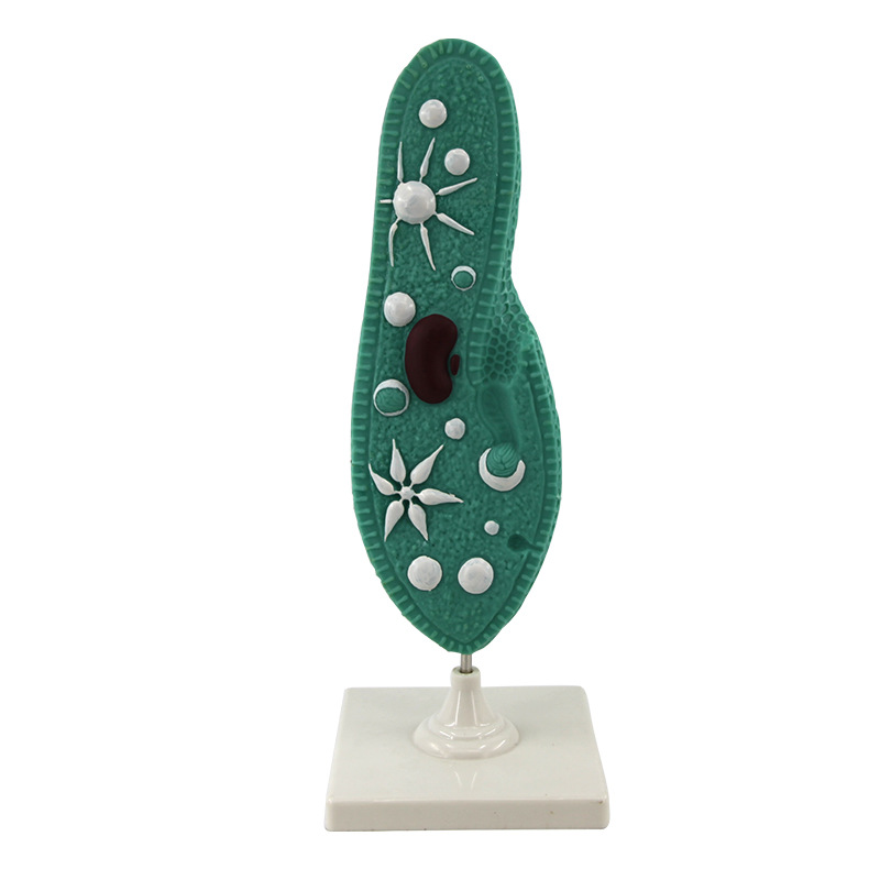 Paramecium Model Biological Cell Model