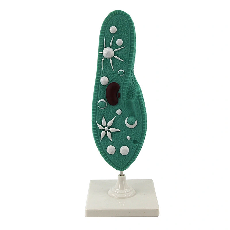 Paramecium Model Biological Cell Model