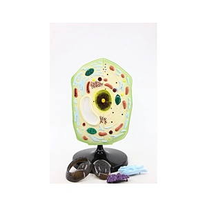 Plant Cell Model