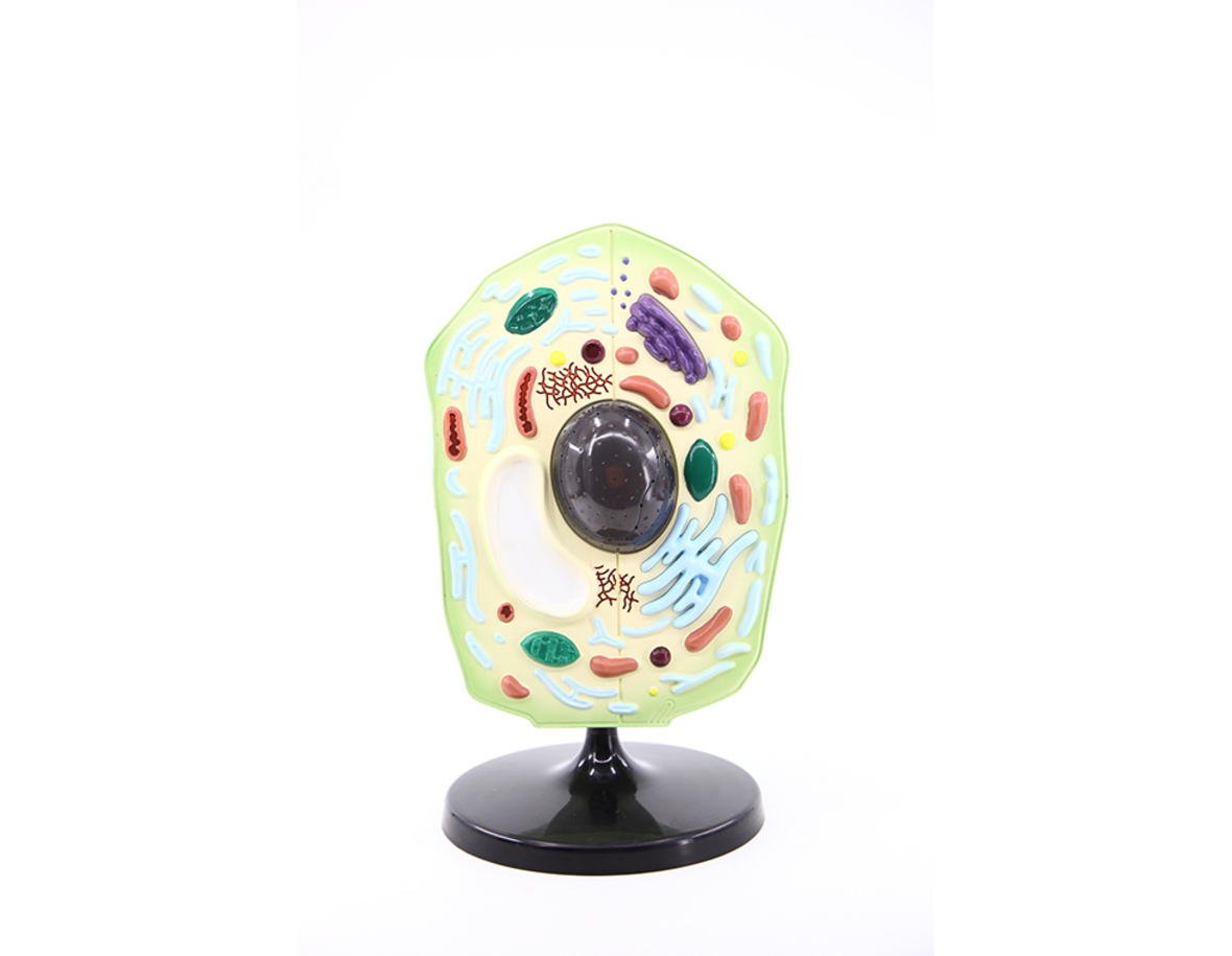 Plant Cell Model