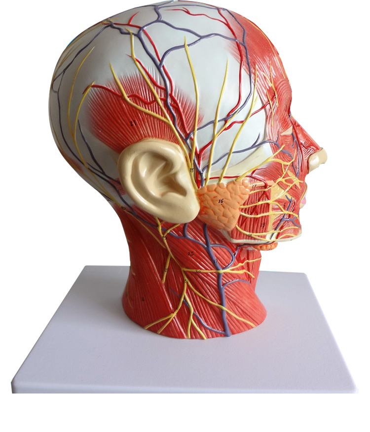 Head And Neck Anatomy Models Superficial Median Sagittal Plane Model Of Head And Neck