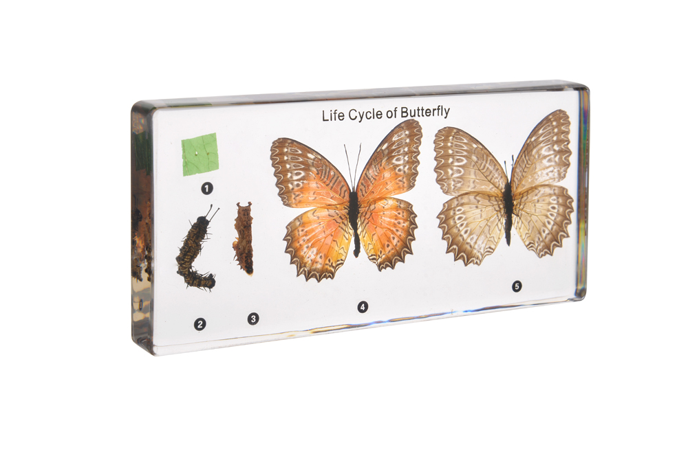 Life Cycle of Butterfly