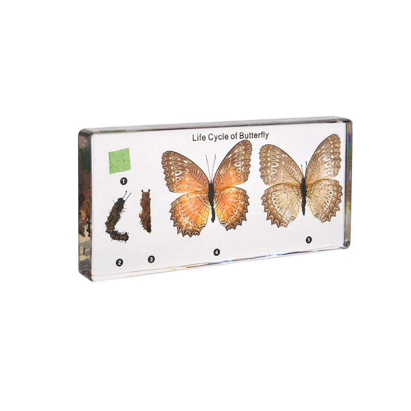 Life Cycle of Butterfly