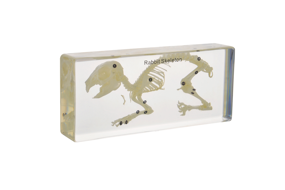 rabbit  skeleton specimen