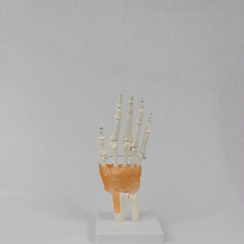 Human Life-size hand joint with ligament