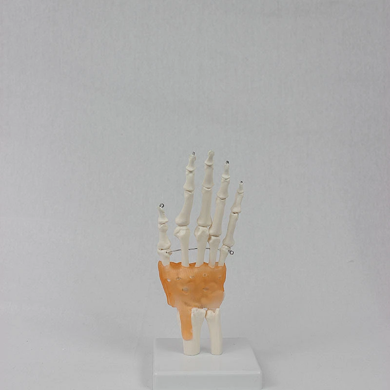 Human Life-size hand joint with ligament