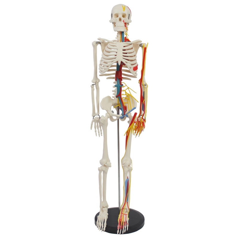 85cm Skeleton with Nerves and Blood Vessels