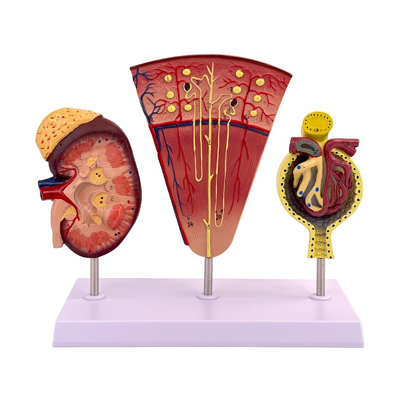 The model of kidney nephron and renal  glomeruli Kidney model