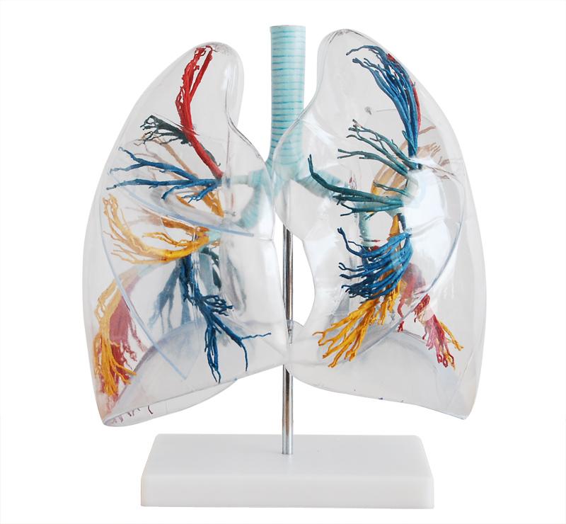 Human Lung Organoids Model Enlarged Human Segmental Anatomical Lung Model Respiratory Human Organs Transparent Anatomical Models