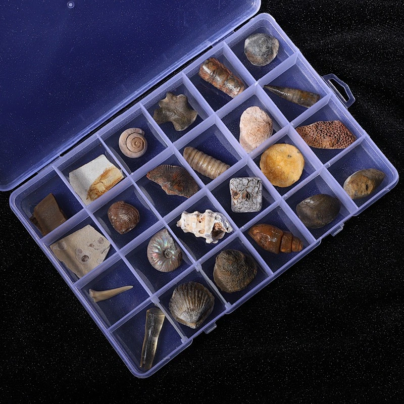 Biological Fossil Didactic Materials Fossil Specimen