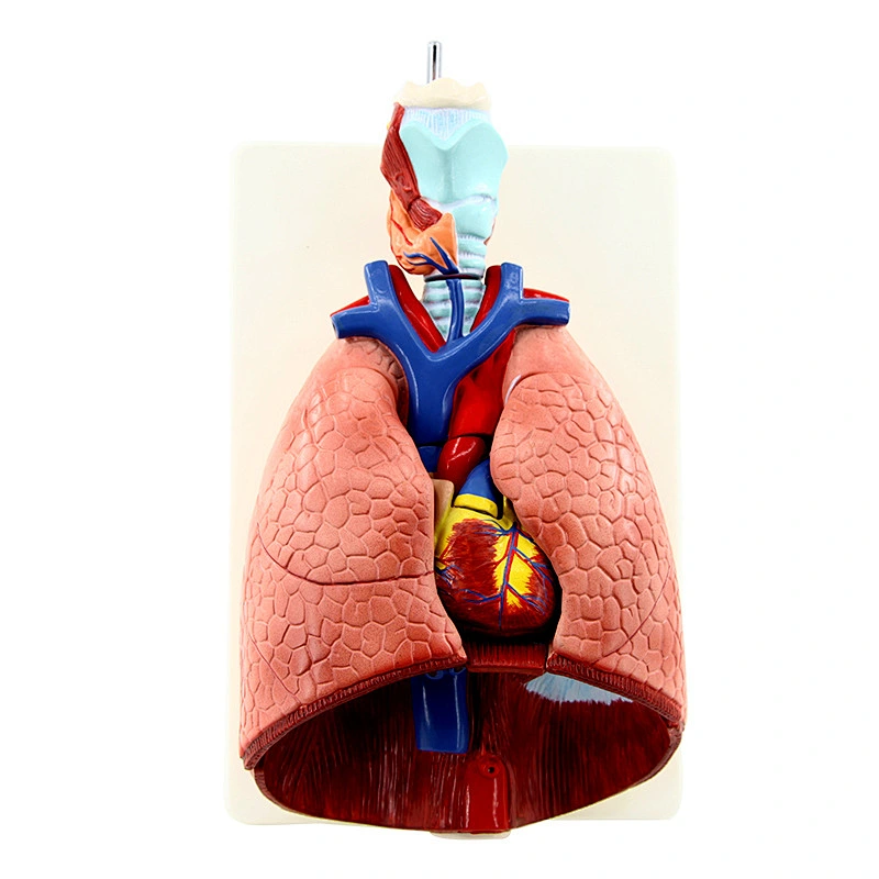 Human Lung Model with Larynx