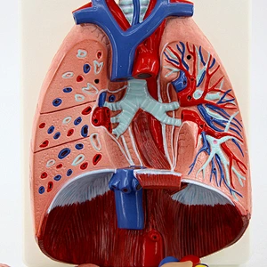 Human Lung Model with Larynx
