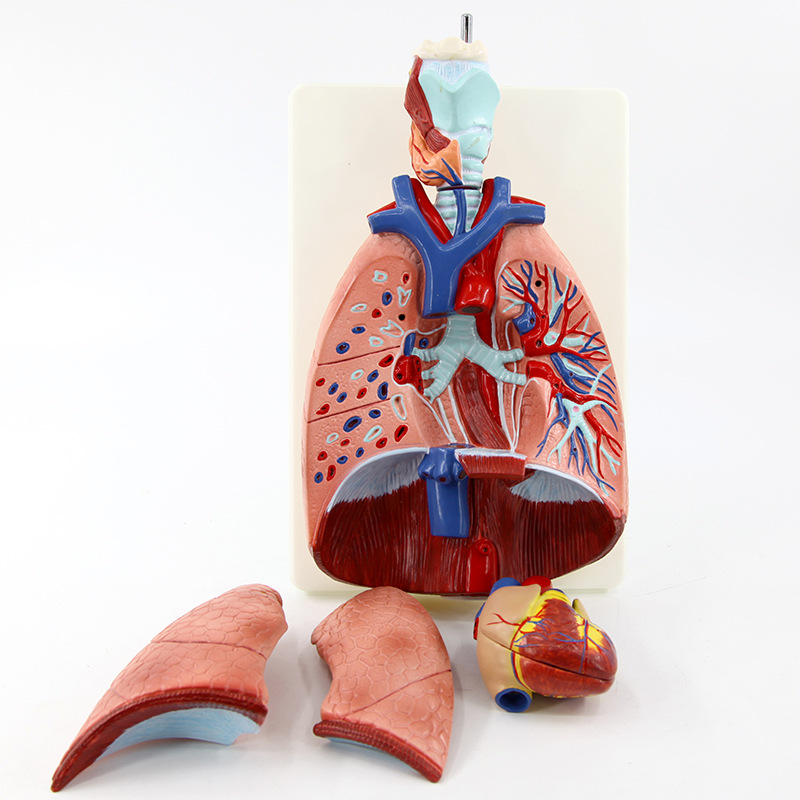 Human Lung Model with Larynx