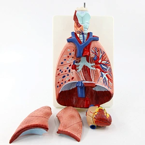 Human Lung Model with Larynx
