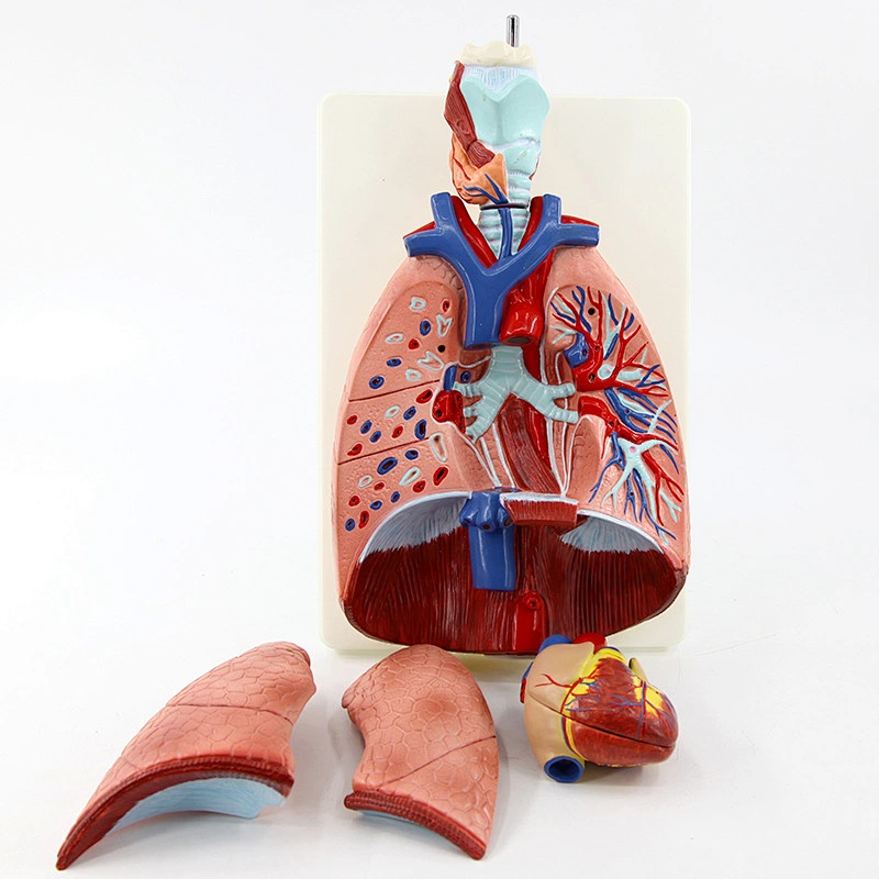 Human Lung Model with Larynx
