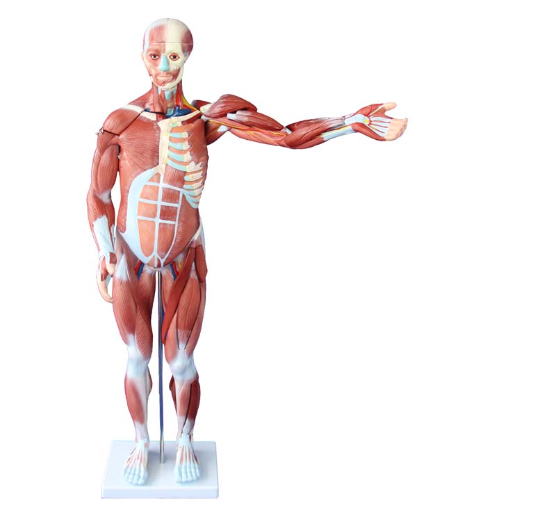 80cm Human Muscle Model 27 Parts