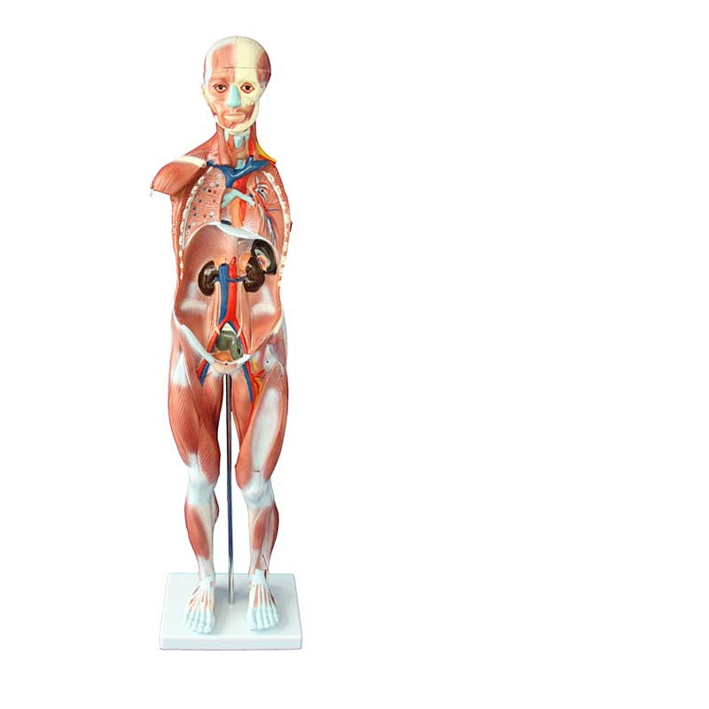 80cm Human Muscle Model 27 Parts