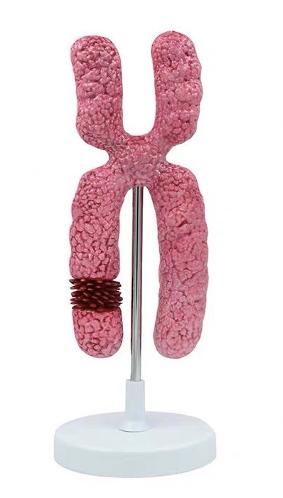 Chromosome Model X Chromosome Model Meiosis Organelle Cell Model Biology Teaching Model
