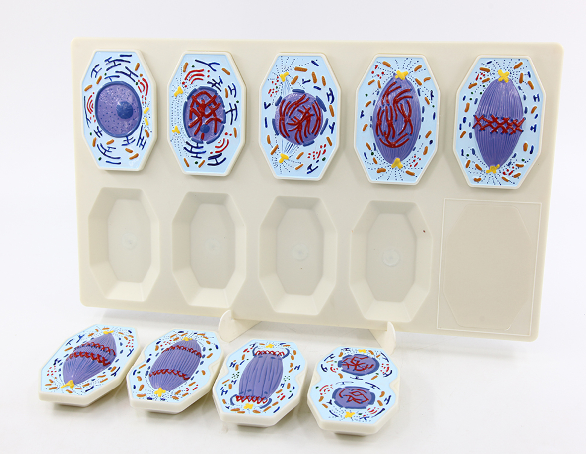 Mitosis Model 9parts(MAGNETIC)